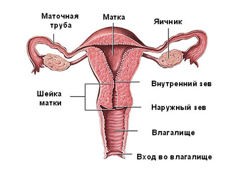 Симптомы эрозии шейки матки во время беременности
