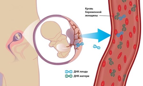 Анализ крови при беременности на хромосомы