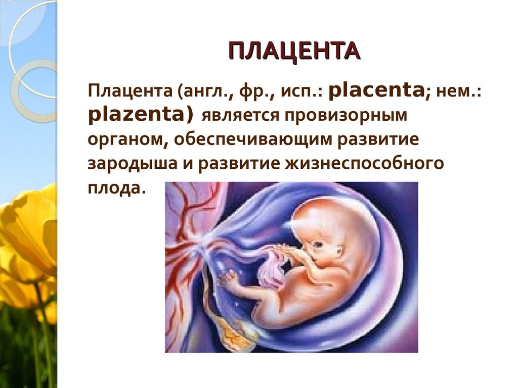 Акушерство определение. Плацента обеспечивает зародышу.