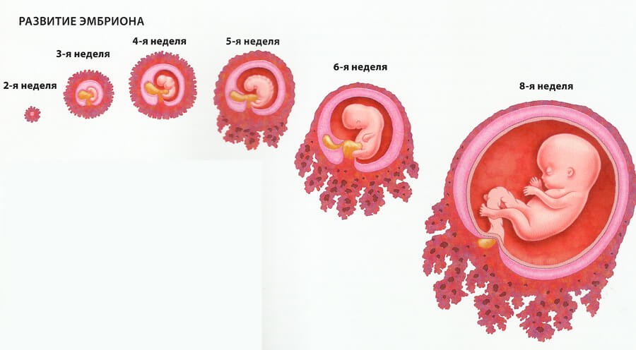 Три недели и один день. Как выглядит эмбрион в 2 недели. Эмбрион по неделям беременности 4 недели. Плод 3-4 недели беременности. 2 Недели беременности как выгляди плод.