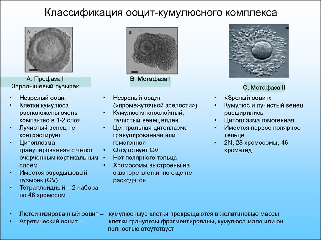 Как улучшить яйцеклетки после 40. Ооцит. Оценка ооцит-кумулюсного комплекса. Клетки ооциты это. Яйцеклетка.