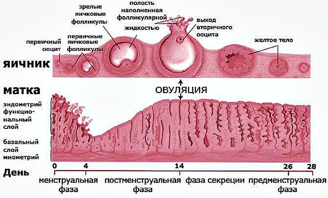 Овуляция клетки произошла. Слизистой оболочке матки гистология. Фазы менструального цикла и толщина эндометрия. Фазы менструационного цикла матка гистология. Стадии менструального цикла гистология.